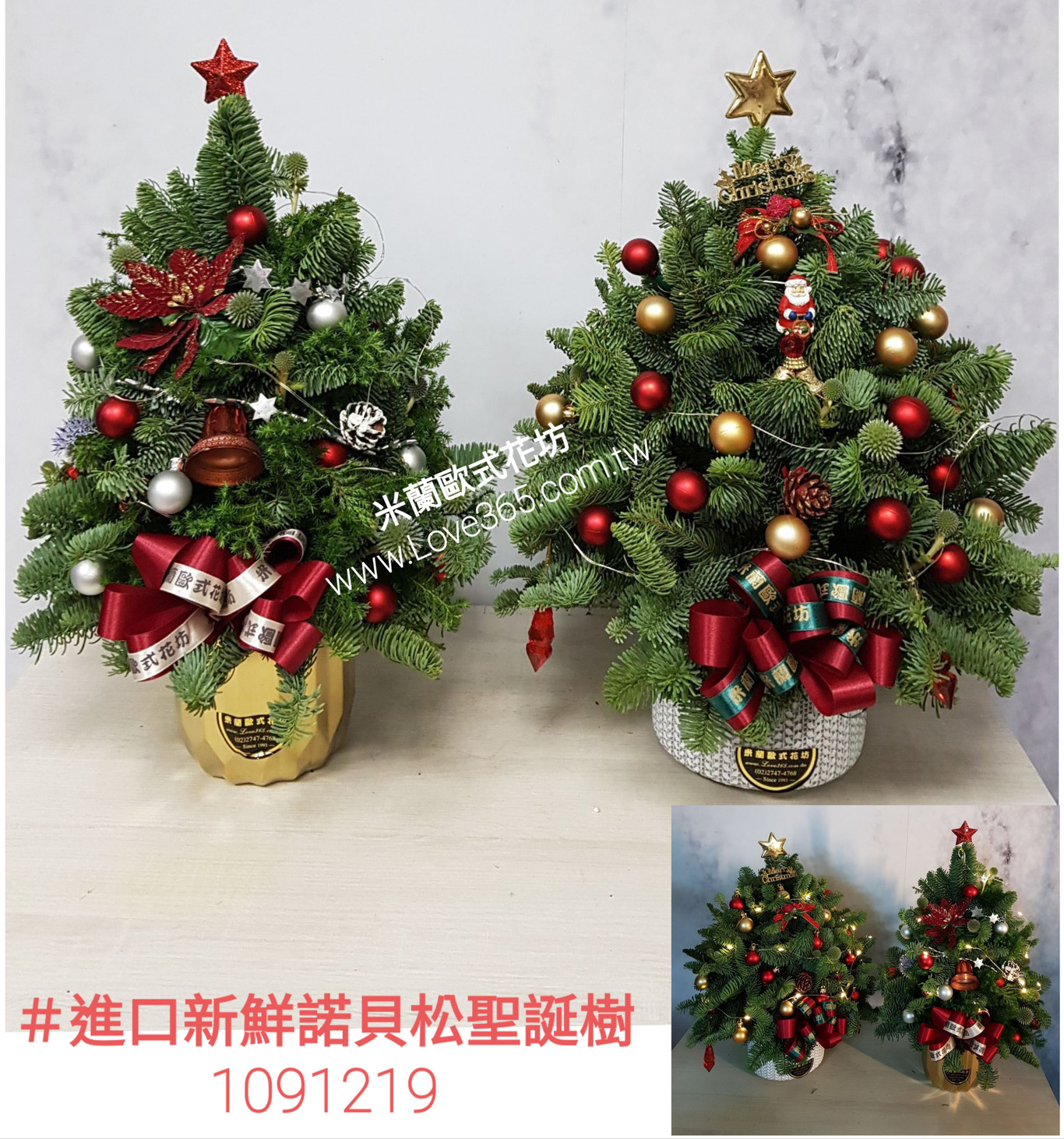 進口新鮮諾貝松聖誕樹一盆＄4200-米蘭歐式花坊