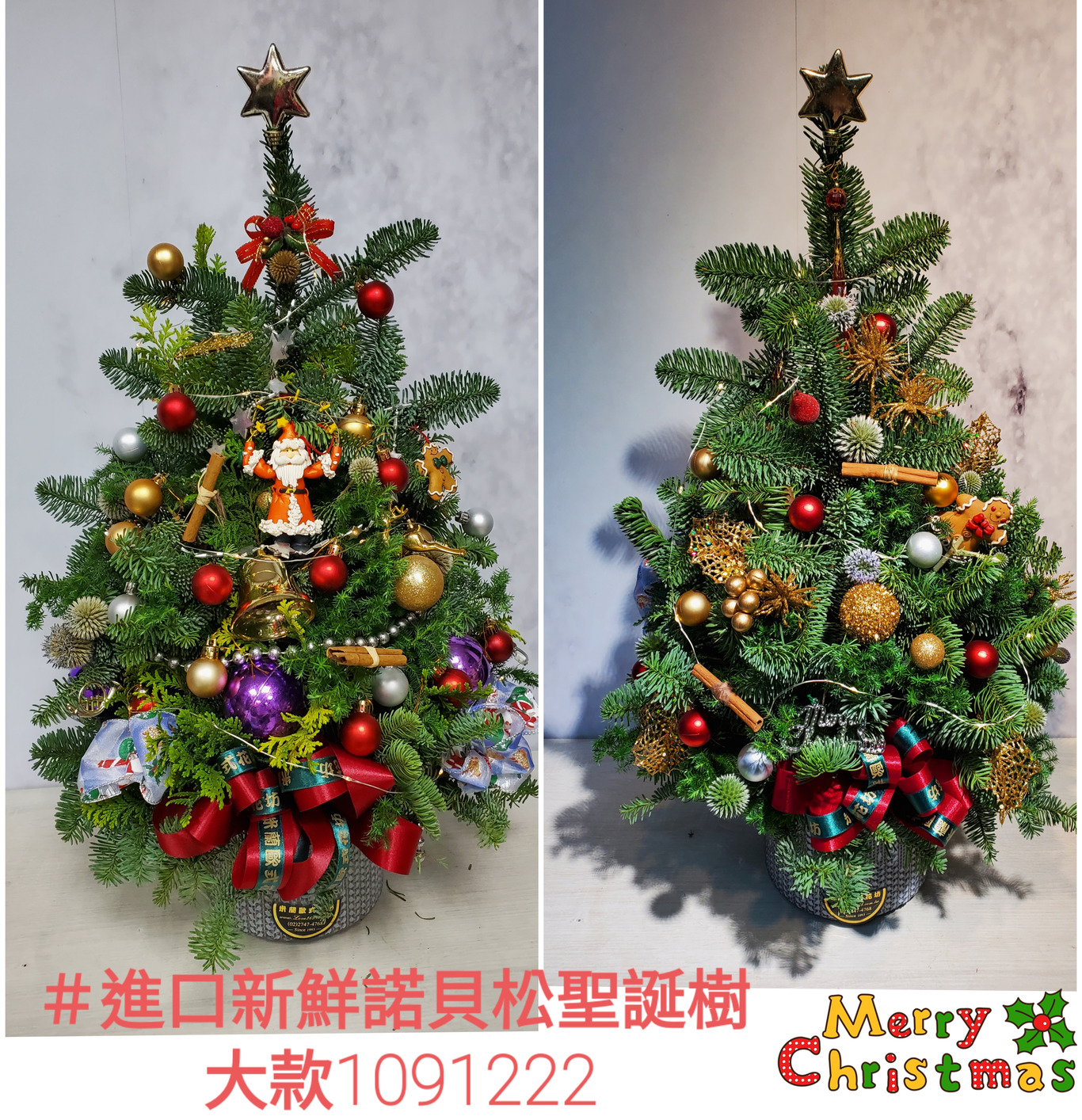 大款進口新鮮諾貝松聖誕樹大款-米蘭歐式花坊