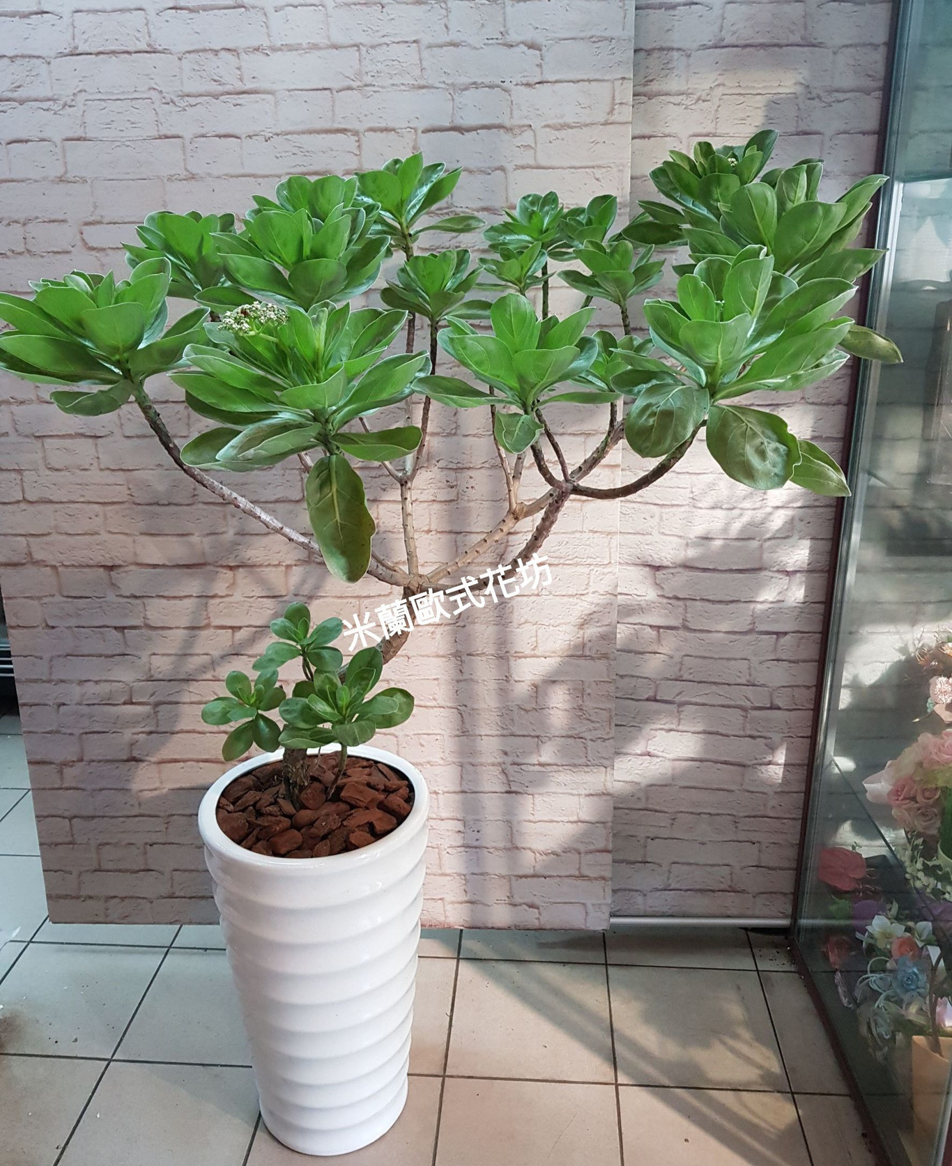 白水木盆栽 米蘭歐式花坊 白水木盆栽 米蘭歐式花坊